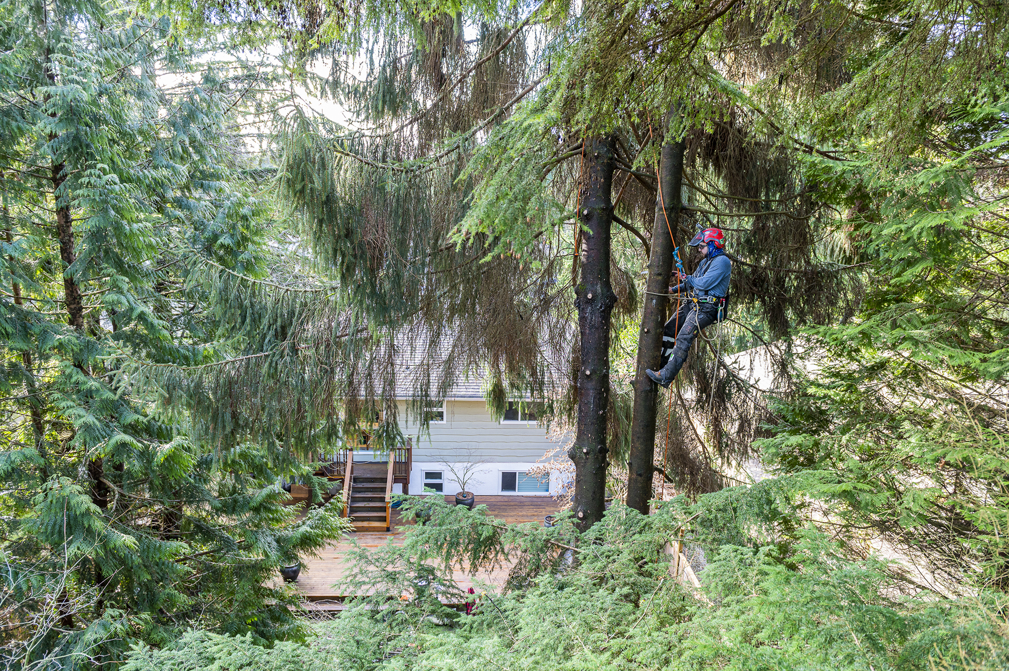 about devine arboricultural solutions