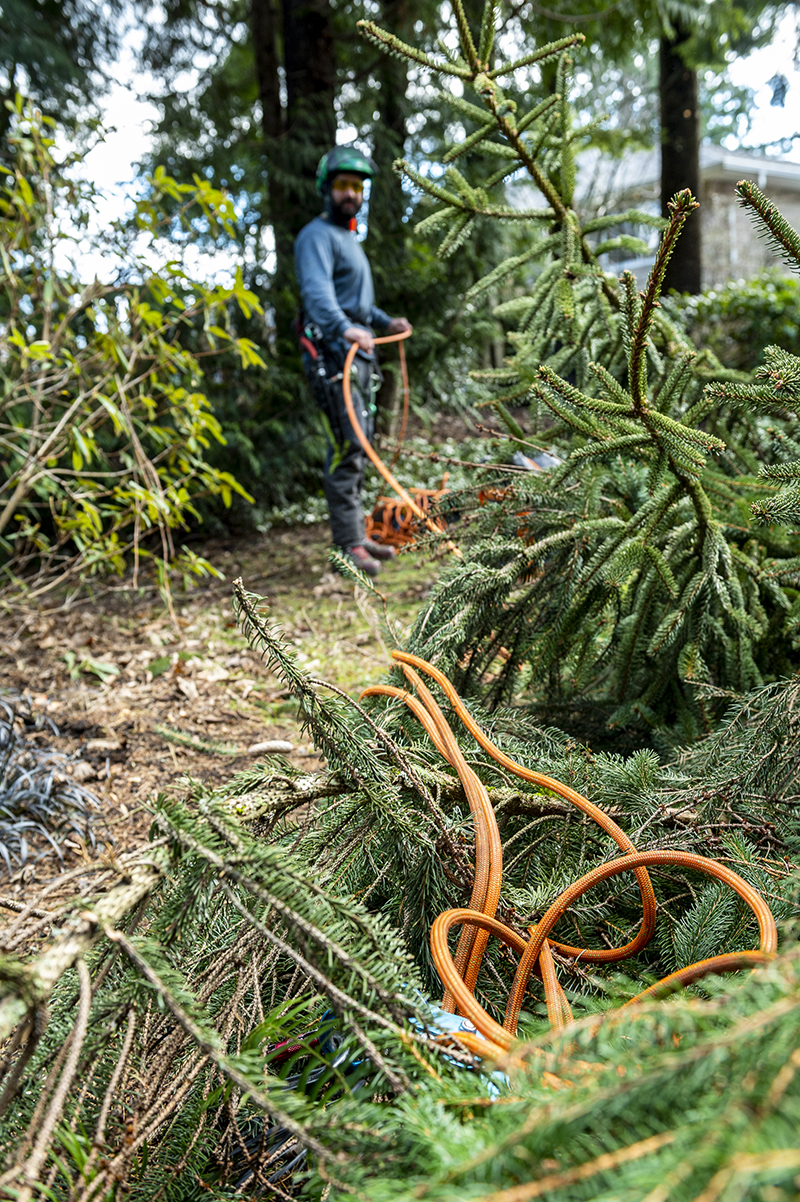 tiger performing tree risk assessment
