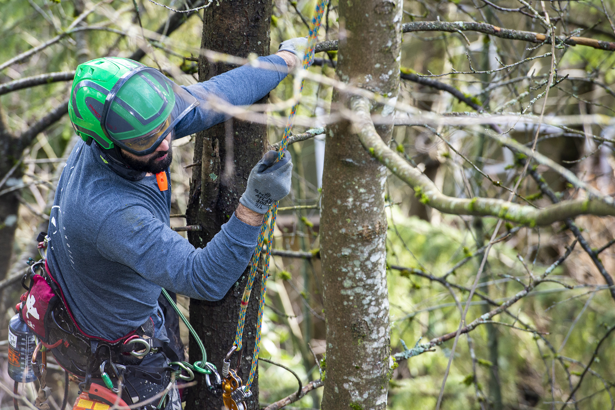tree risk assessment