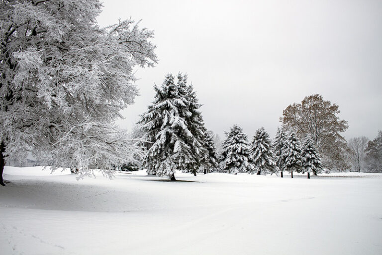 7 ways to protect your trees from snowstorms in vancouver