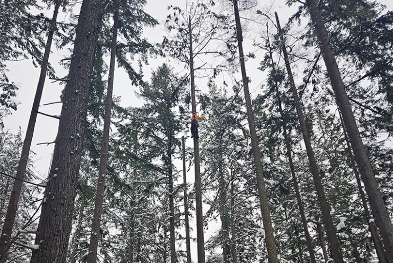 why the dormant season is crucial for vancouver trees