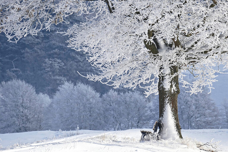 can you plant trees in winter in vancouver