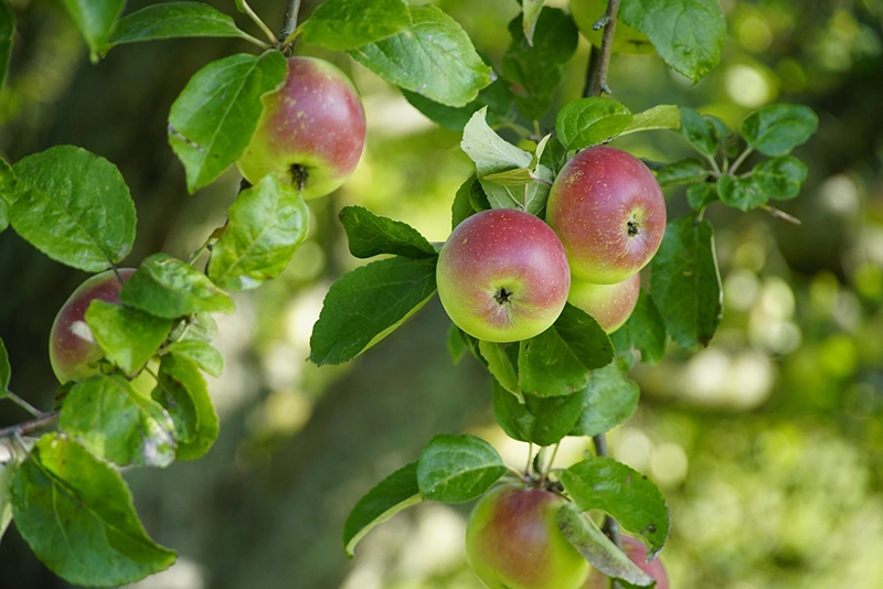 Apple Tree Apple Tree