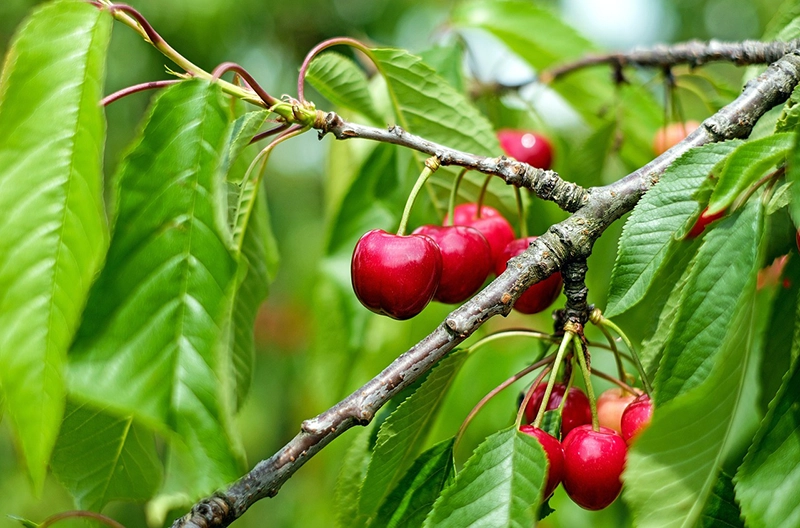 Cherry Tree Cherry Tree
