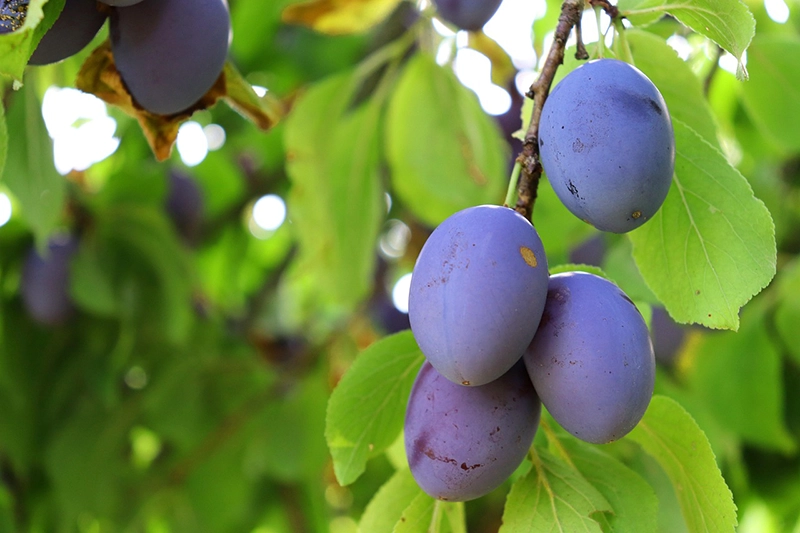 Plum Tree Plum Tree