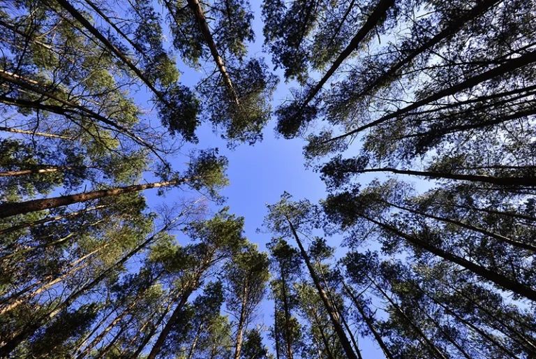 10 tips to keep your newly planted trees healthy