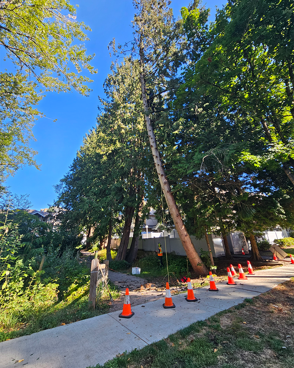 Emergency Tree Services 06 portrait
