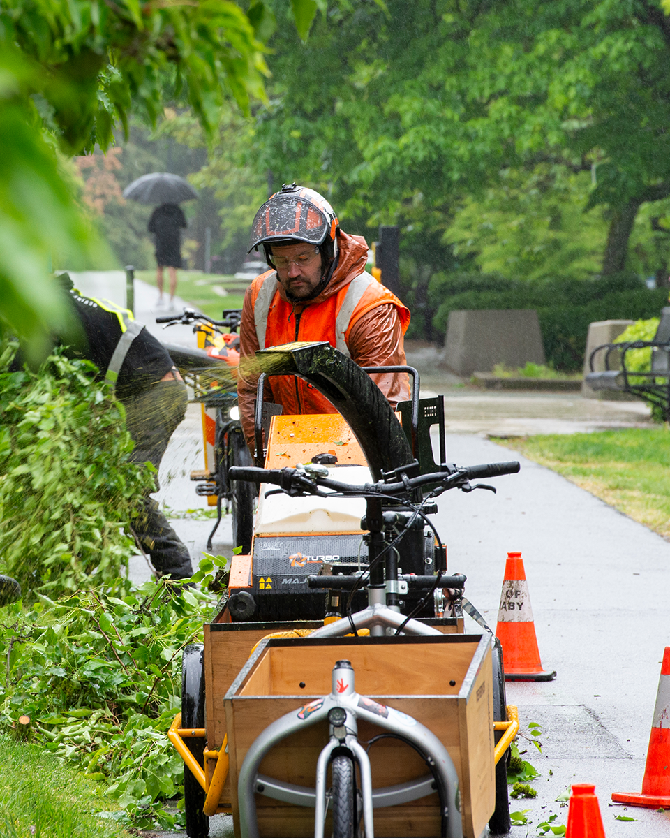 Tree Maintenance 06 portrait