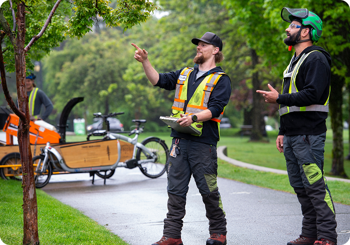 tree services 01