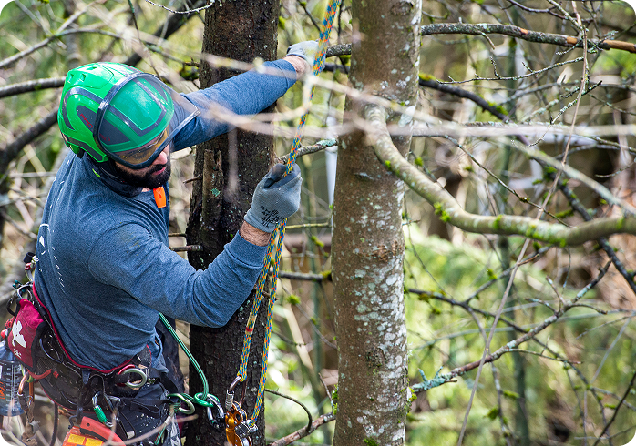 tree services 02