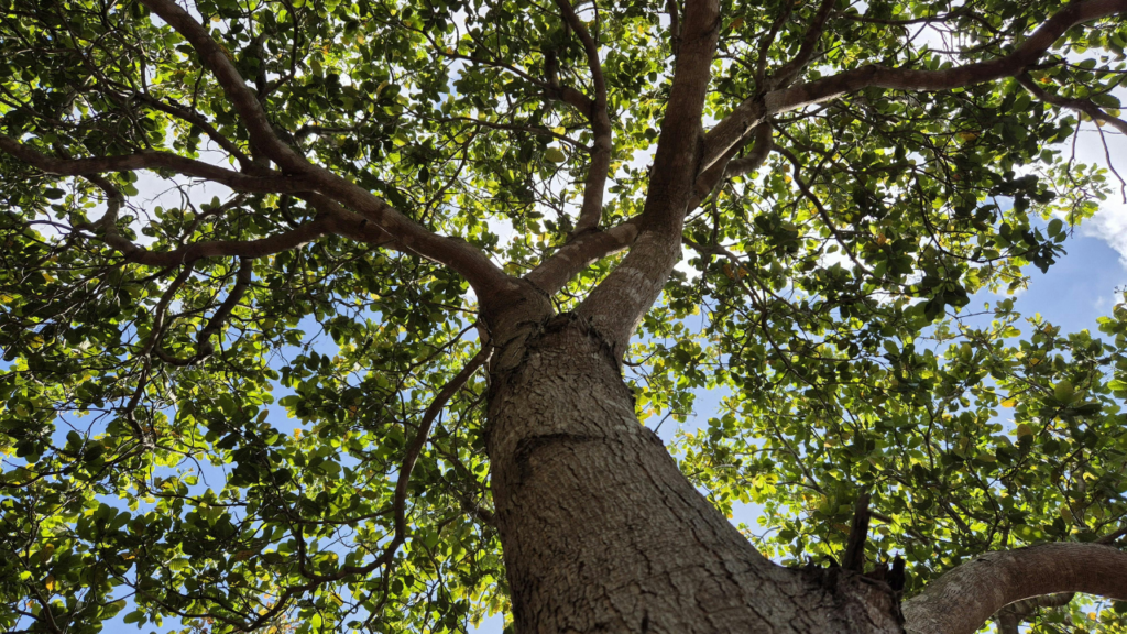 tree canopy north vancouver​