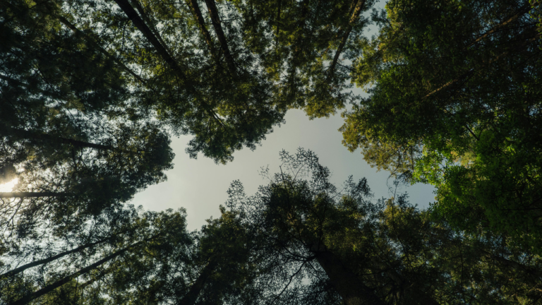tree canopy north vancouver​ TN