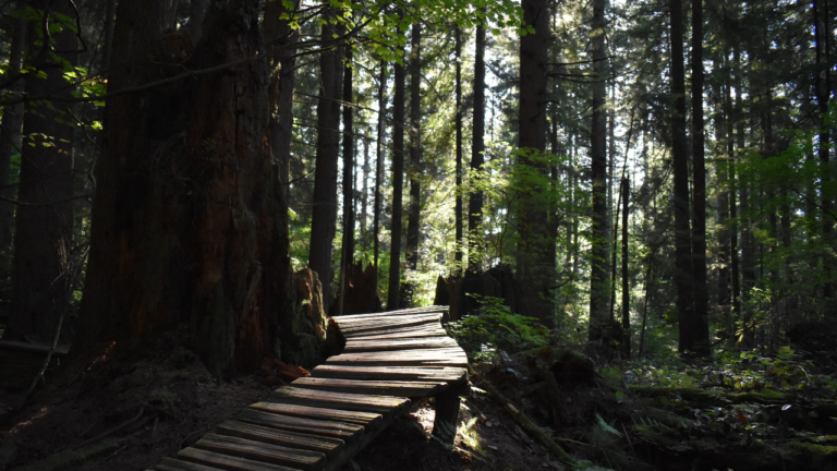 tree removal permit port moody TN