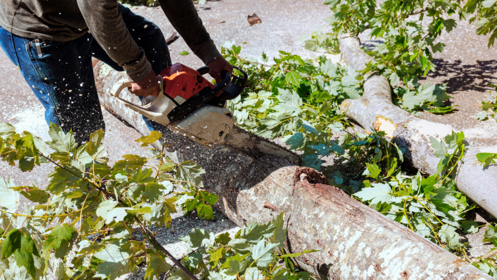 when does vancouver require an arborist report